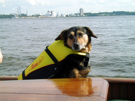 WIndy's dog Sadie aboard Neeltje